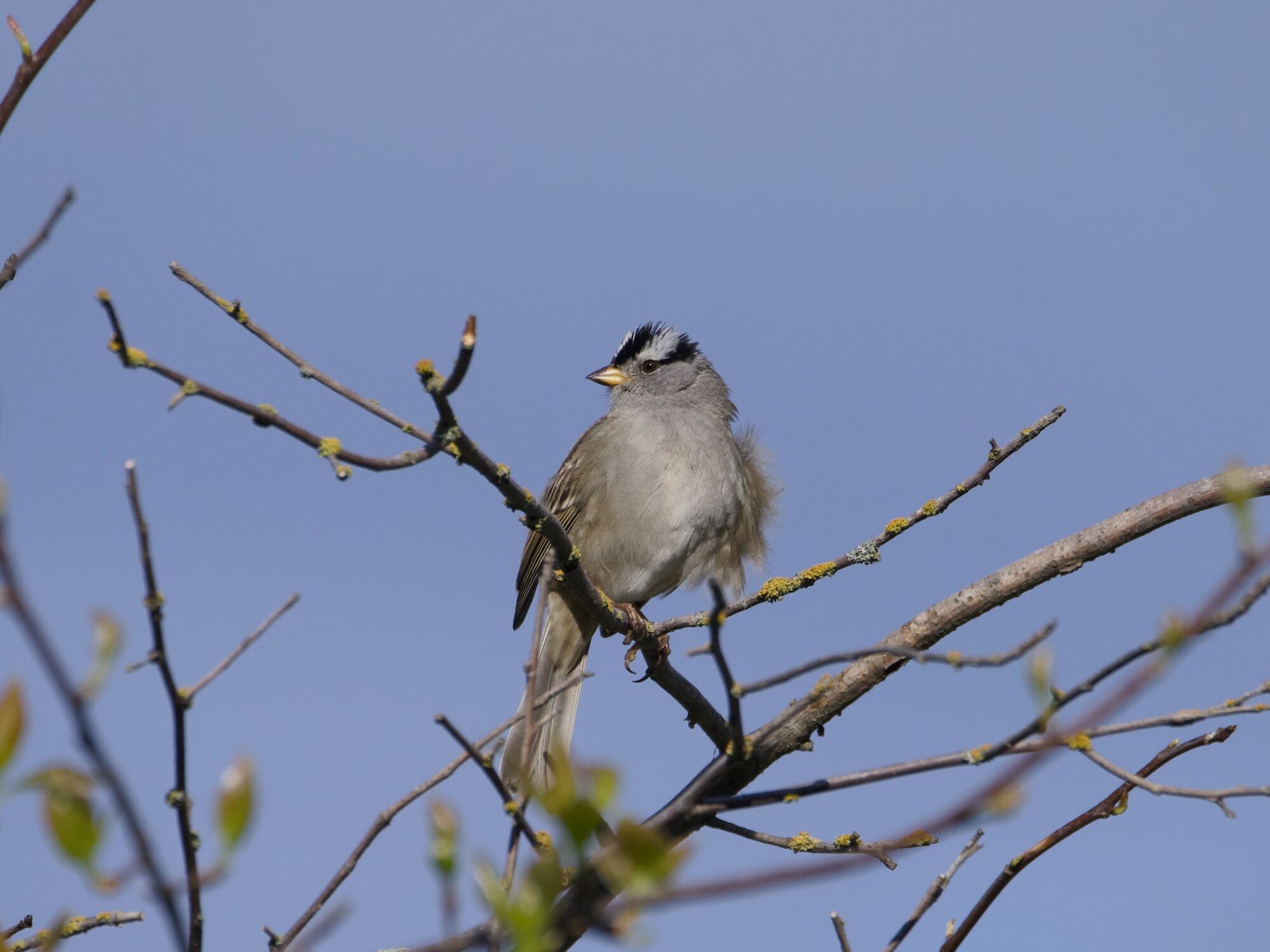 A White-crowned Sparrow up in a tree, a bit disheveled and calmly looking to one side. Background is solid blue sky