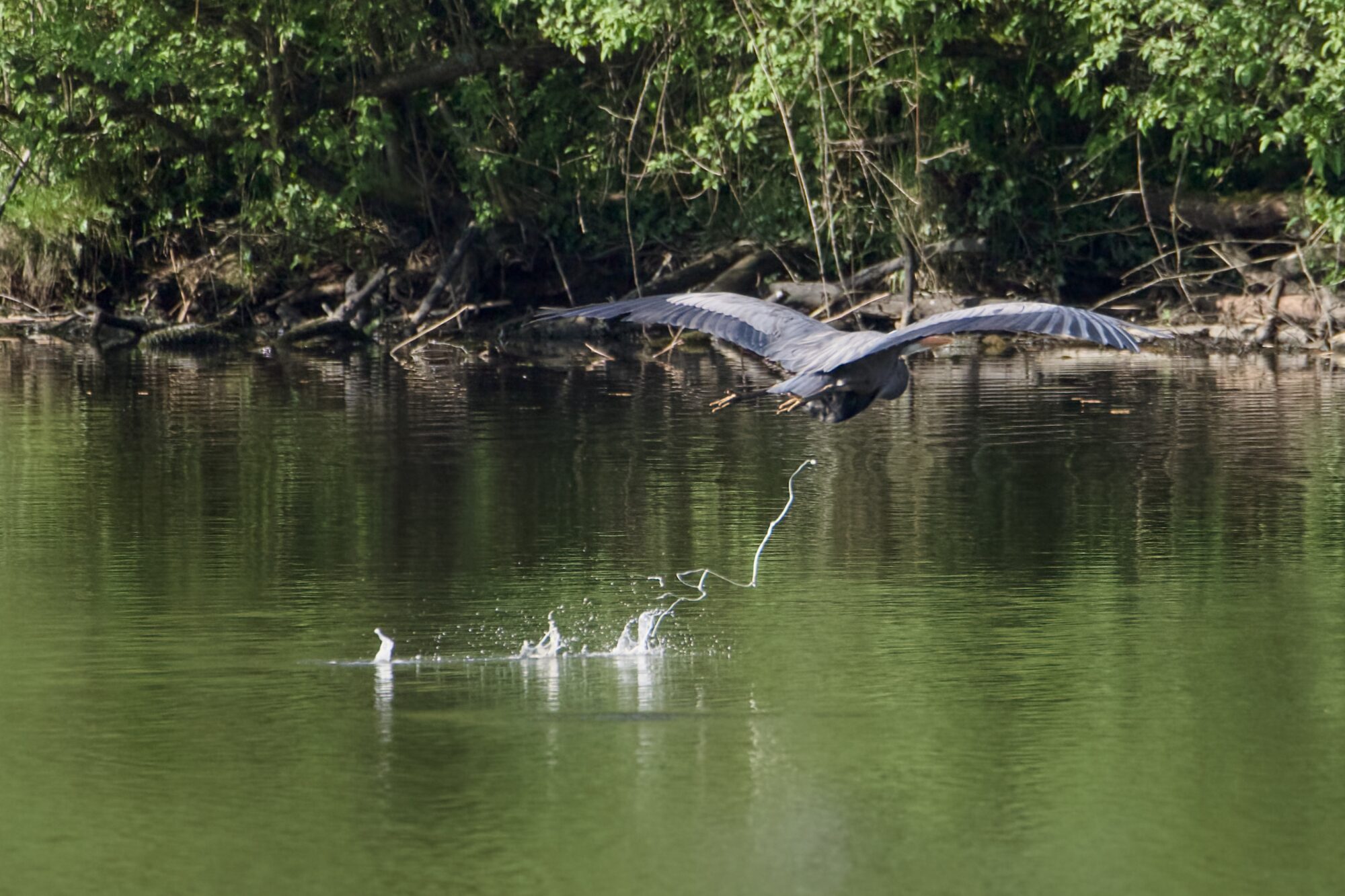 A Great Blue Heron is flying low over the water, dropping big strands of white poop that make a big splash as they fall in the water.