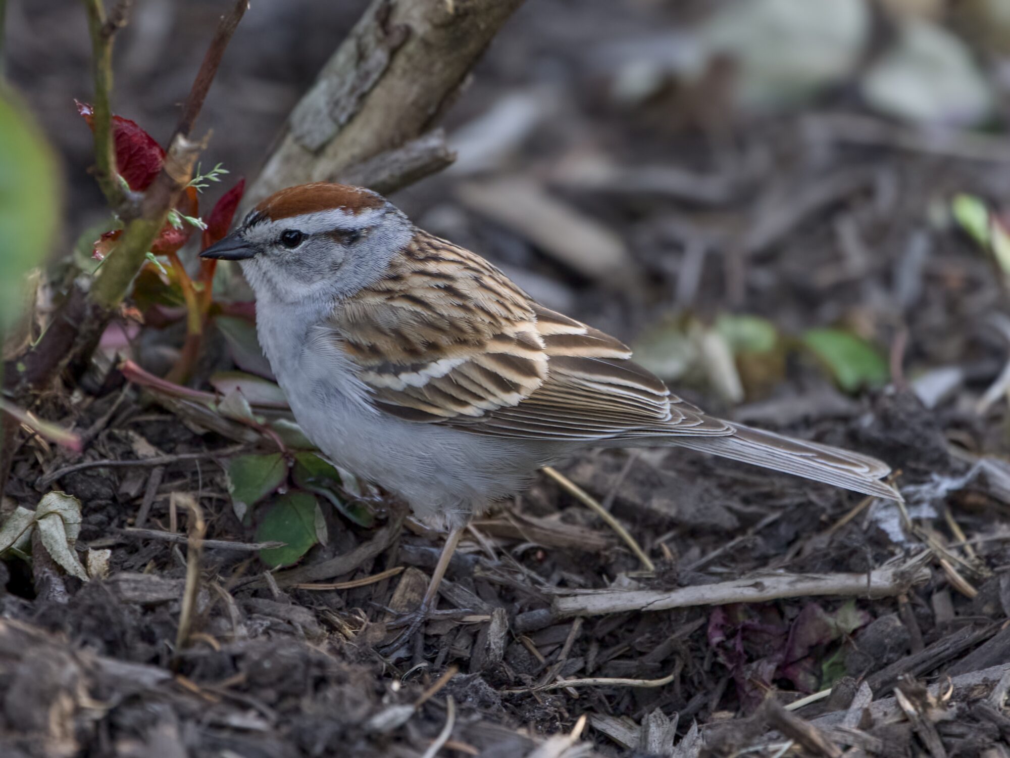 A Chipping Sparrow, in the shade and seen in profile