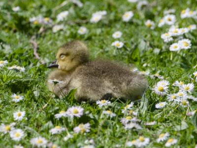 A Canada Gosling lying down in lush green grass, surrounded by lots of daisies. It has its eyes closed
