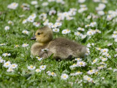 A Canada Gosling lying down in lush green grass, surrounded by lots of daisies.