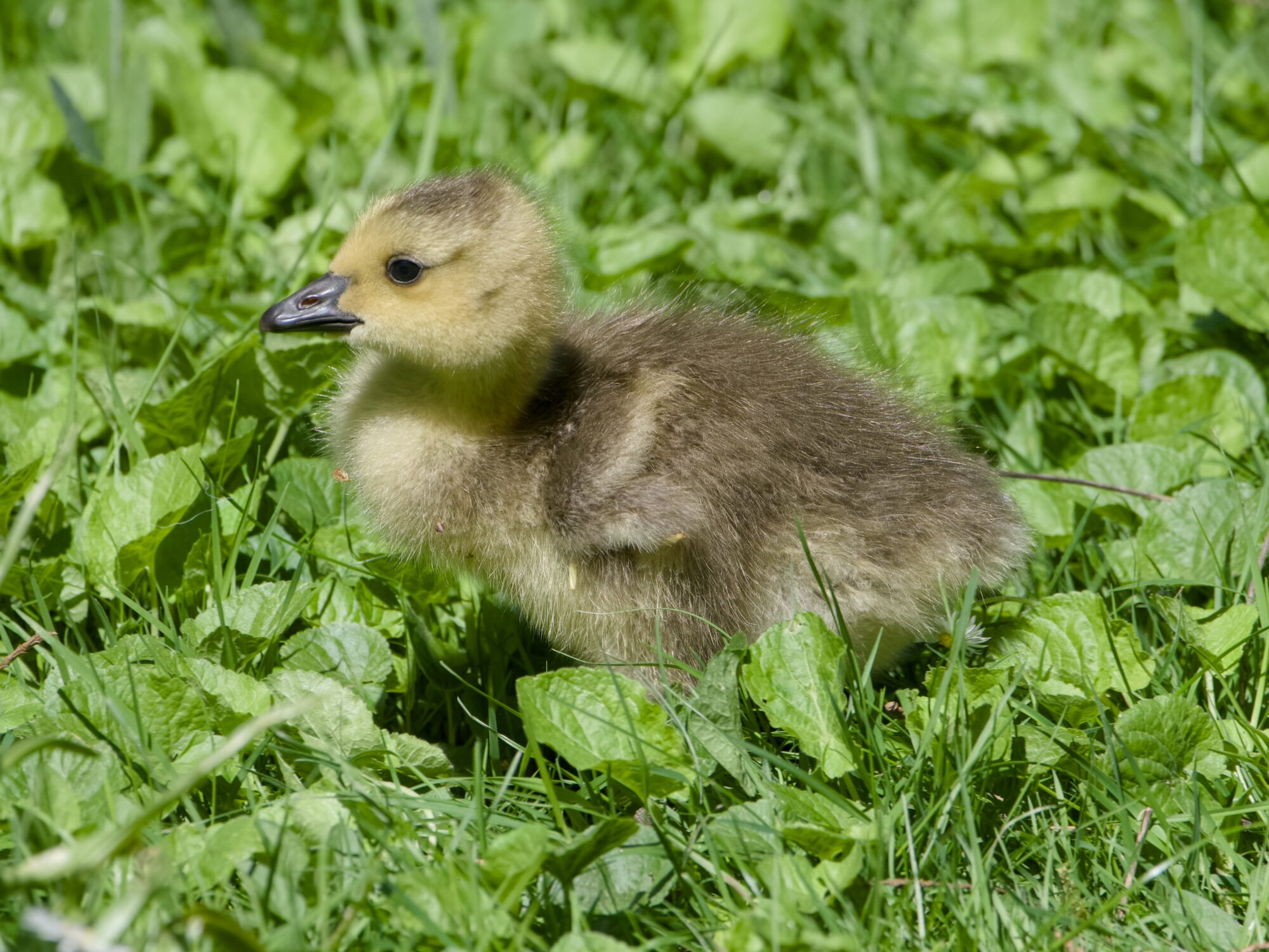 A Canada Gosling in lush green grass
