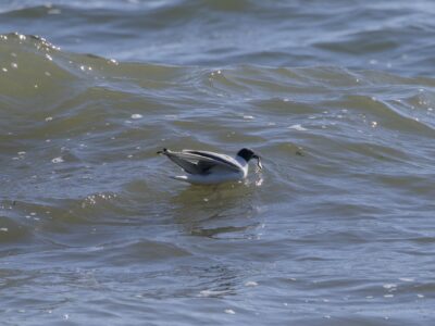 A Bonaparte's gull (white body, sharp dark head) floating out on the open water, with some big waves around. It is holding a little silvery fish in its bill