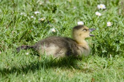 A Canada Gosling is lying down in the grass, with a few daisies in the background. It is yawning, and stretching one leg