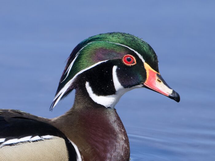 Closeup of a male Wood Duck's head and neck. We see him in profile, and there are tiny beads of water all over its head and face. Background is soft water blue