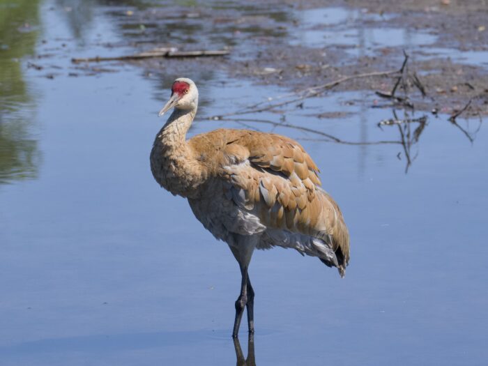 A Sandhill Crane standing in very shallow water. Its feathers are a bit floofed out, and stained orange/brown