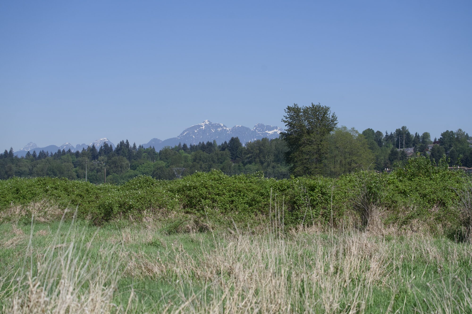 Landscape: a mix of green and yellow grasses in the foreground, then a bright green hedge, then darker green trees, and some mountains behind all that. Sky is solid blue.