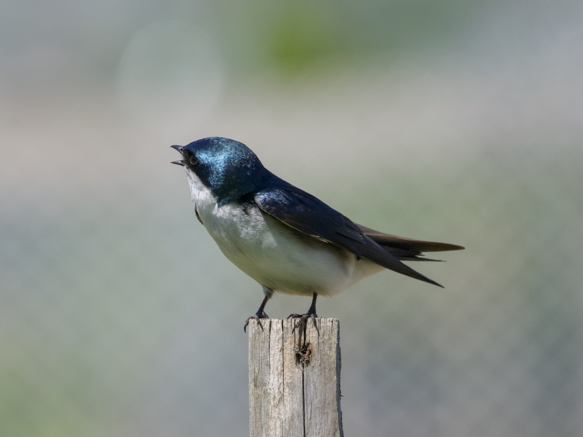 A male Tree Swallow standing on a wooden post. He is turned to his right, and singing
