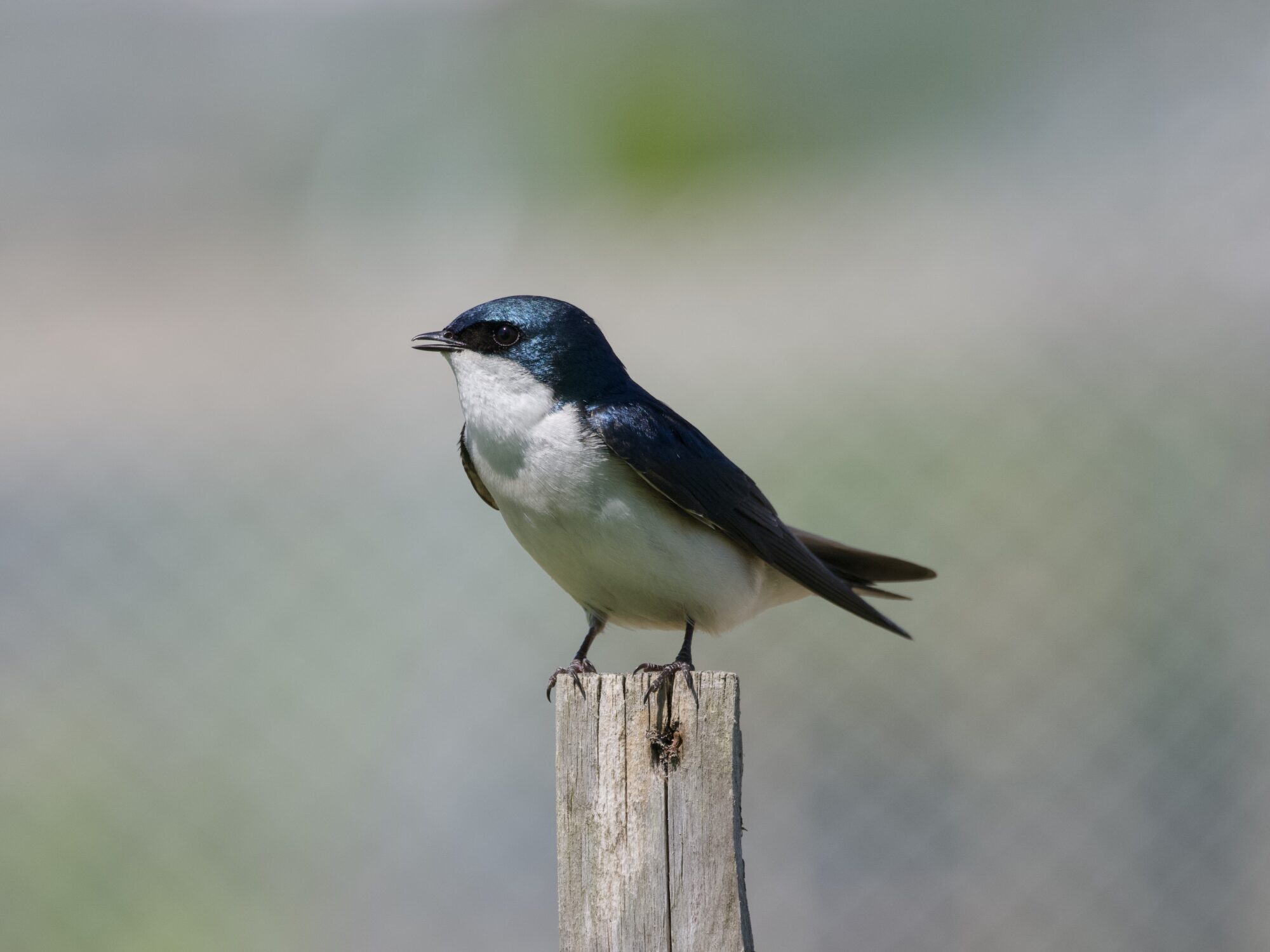 A male Tree Swallow standing on a wooden post. He is a bit to his right, beak slightly open
