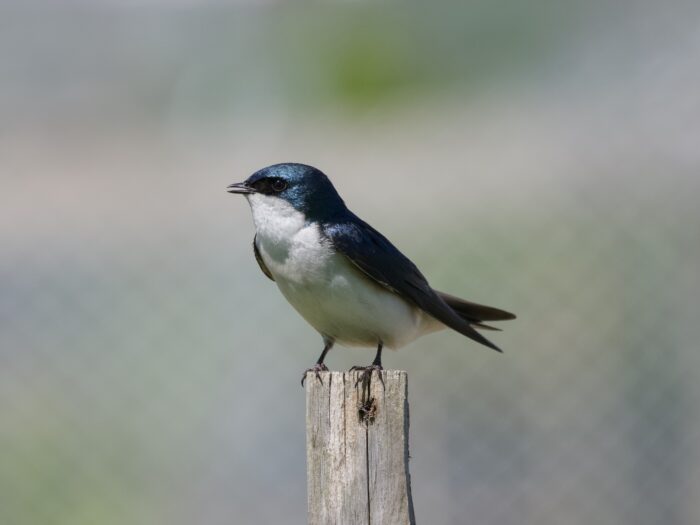 A male Tree Swallow standing on a wooden post. He is a bit to his right, beak slightly open