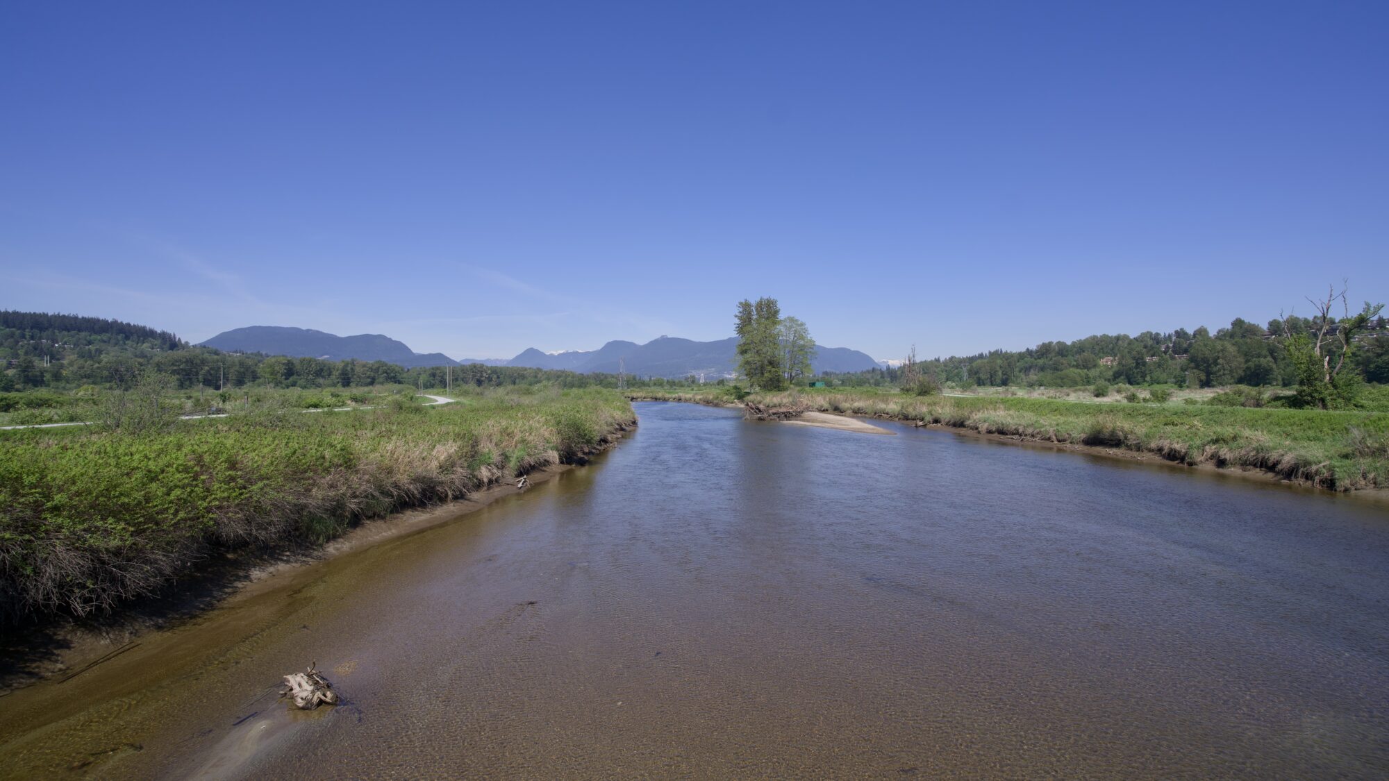Coquitlam River. The water is very shallow, and the sky is solid blue