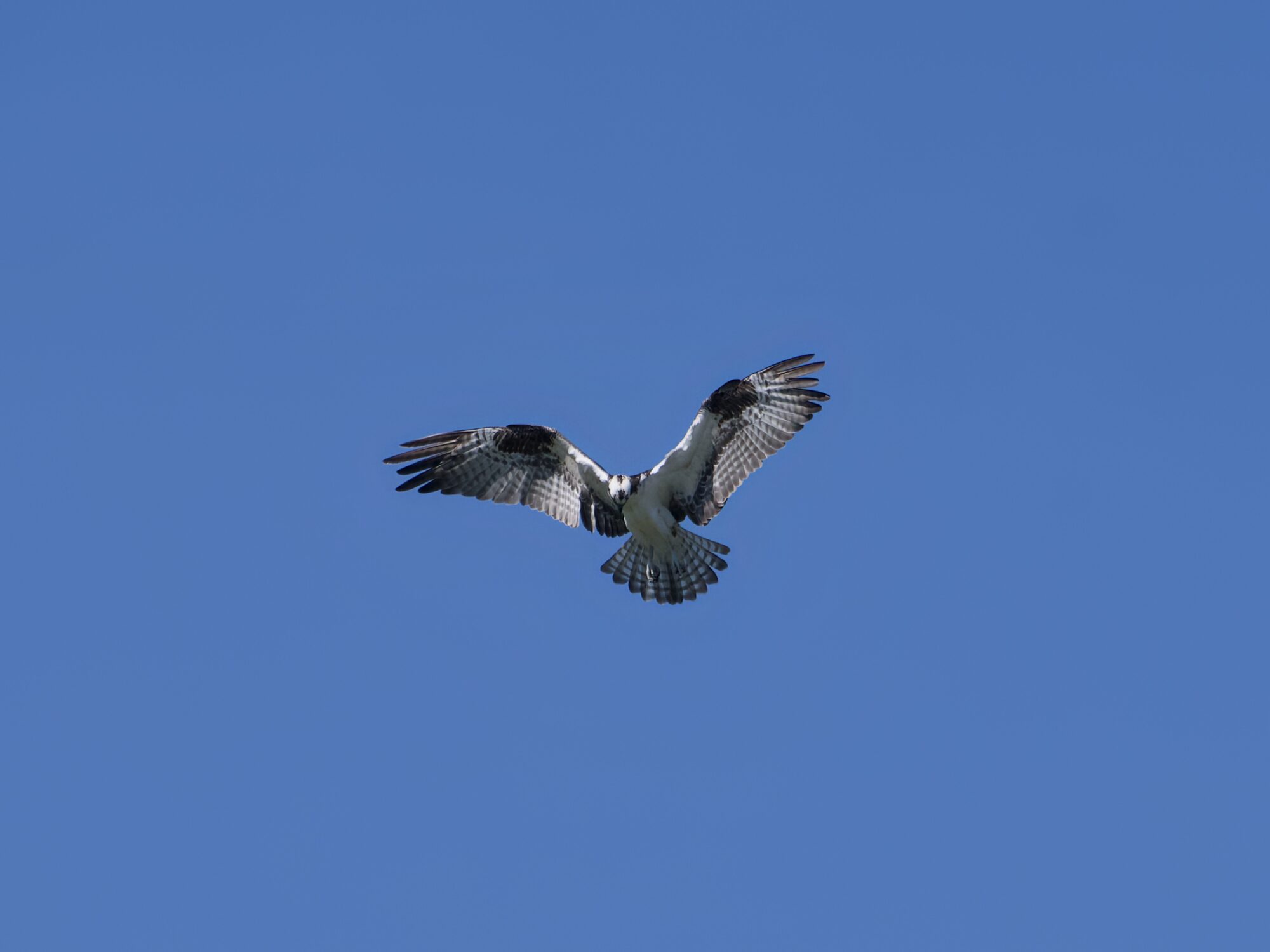 An Osprey high overhead against a solid blue sky. Its wings and tail are fully spread out, and it seems to be hovering in place, while keeping is head down and scanning the ground