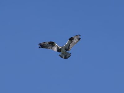 An Osprey high overhead against a solid blue sky. Its wings and tail are fully spread out, and it seems to be hovering in place, while keeping is head down and scanning the ground