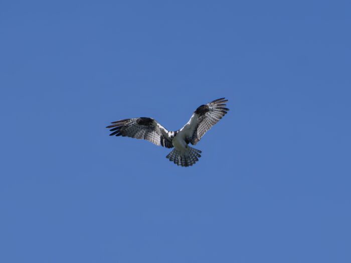 An Osprey high overhead against a solid blue sky. Its wings and tail are fully spread out, and it seems to be hovering in place, while keeping is head down and scanning the ground