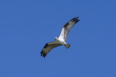 An Osprey flying overhead, against a solid blue sky