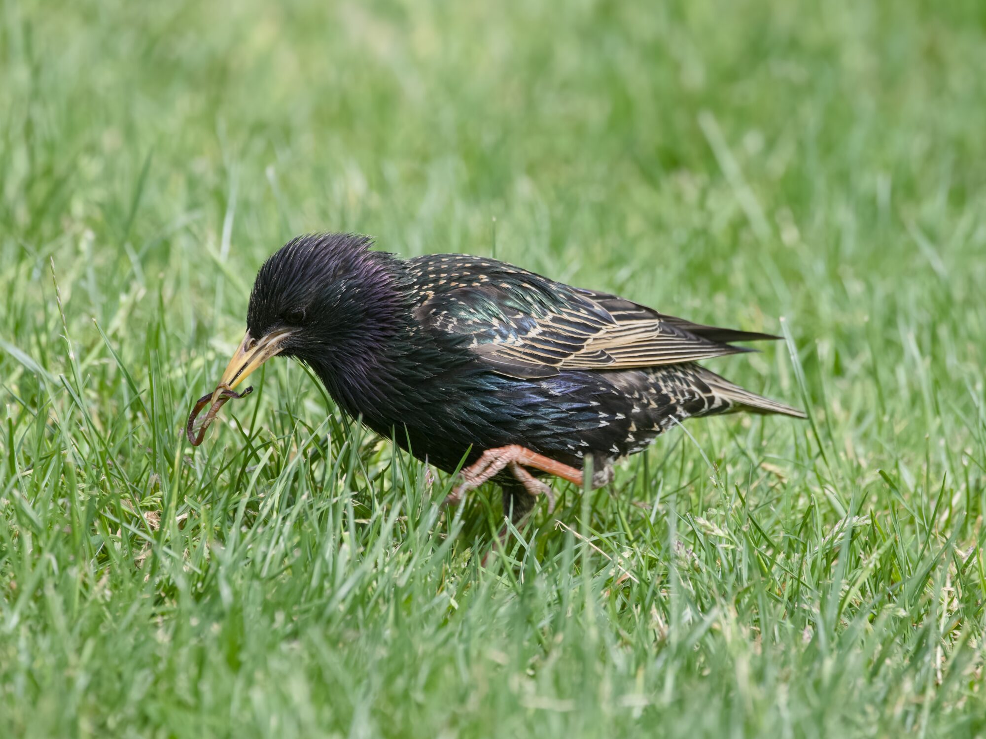 An adult European Starling walking in green grass, with an earthworm in its beak