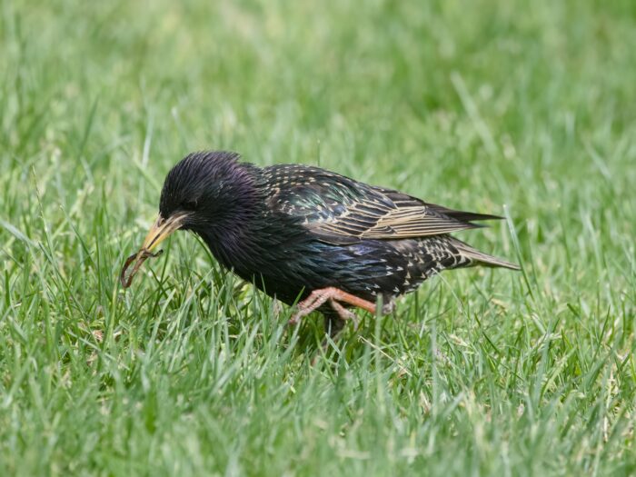 An adult European Starling walking in green grass, with an earthworm in its beak