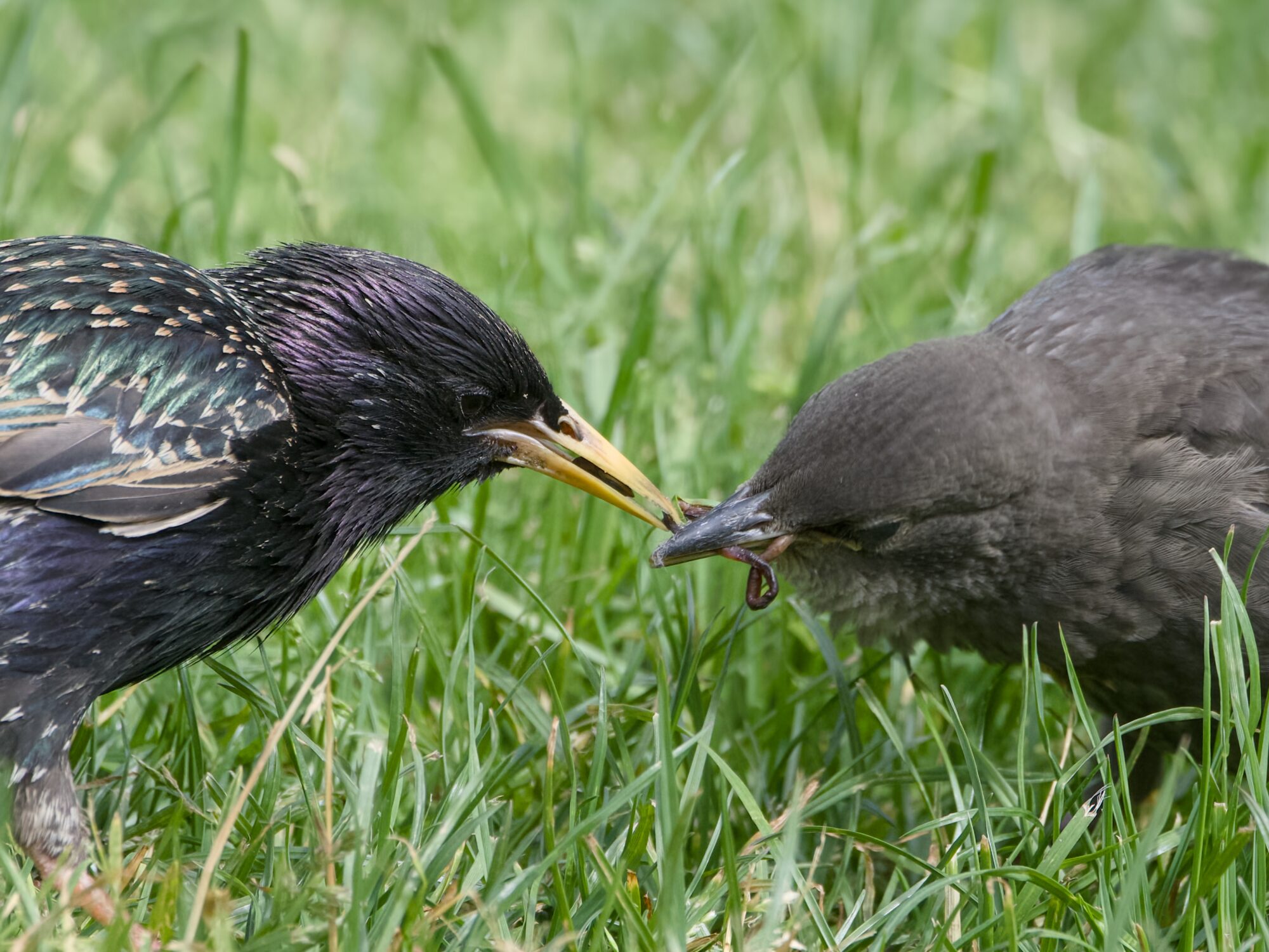 An adult European Starling feeding a juvenile, namely a small earthworm. They are both standing in lush grass.