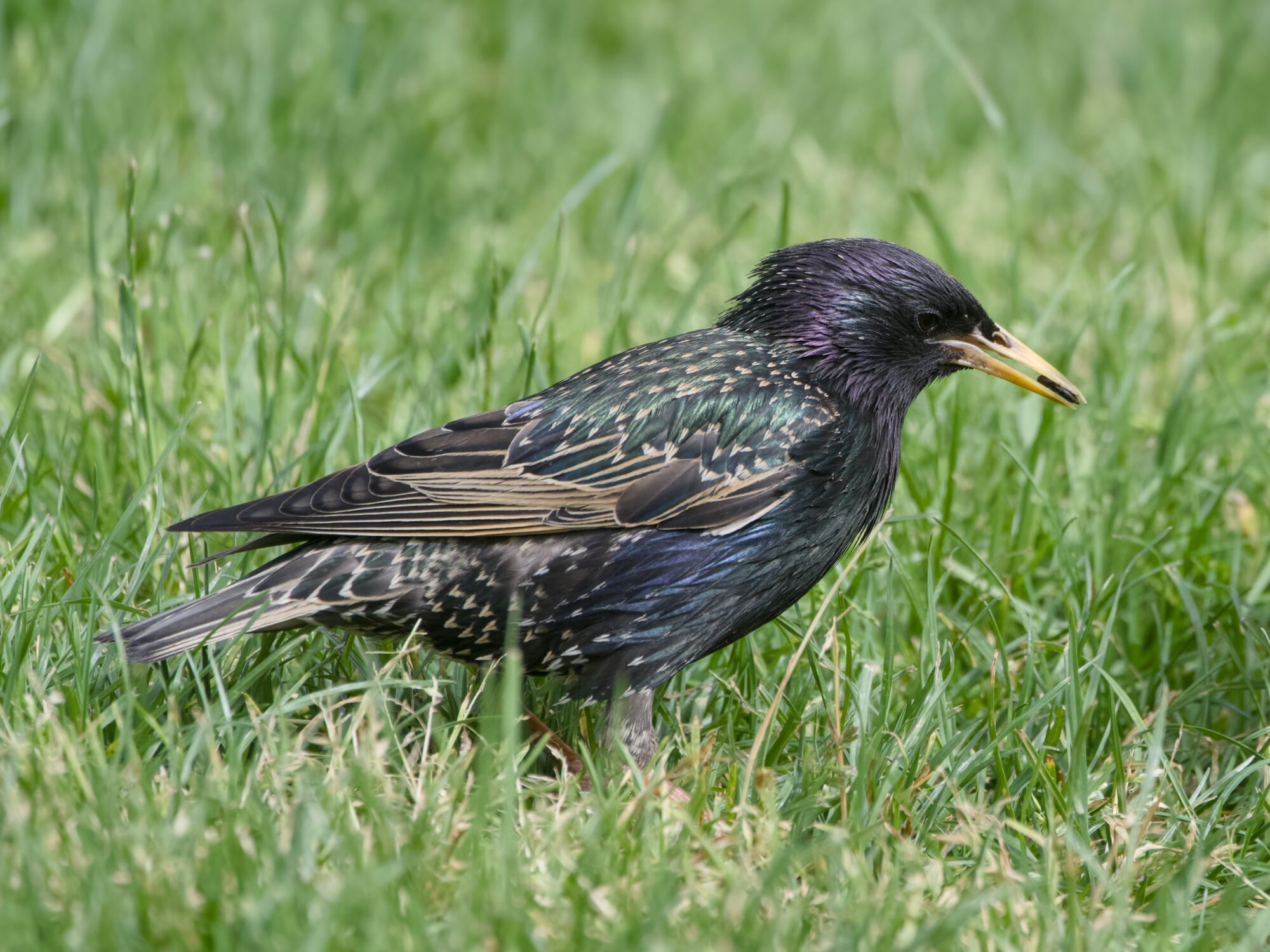 An adult European Starling in the grass, seen in profile, holding some kind of seed in its beak