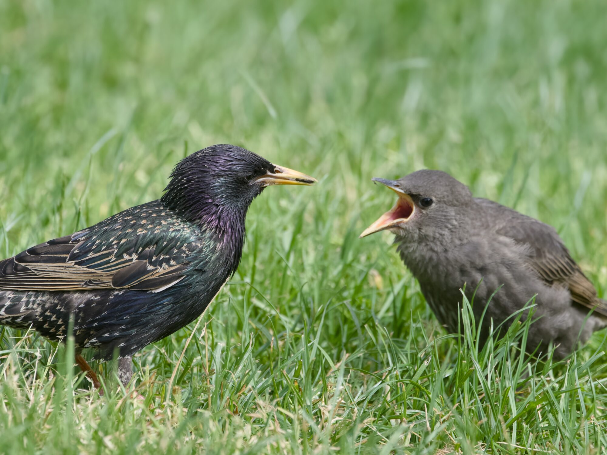 An adult European Starling in the grass, seen in profile, holding some kind of seed in its beak. A juvenile is nearby, beak open and begging