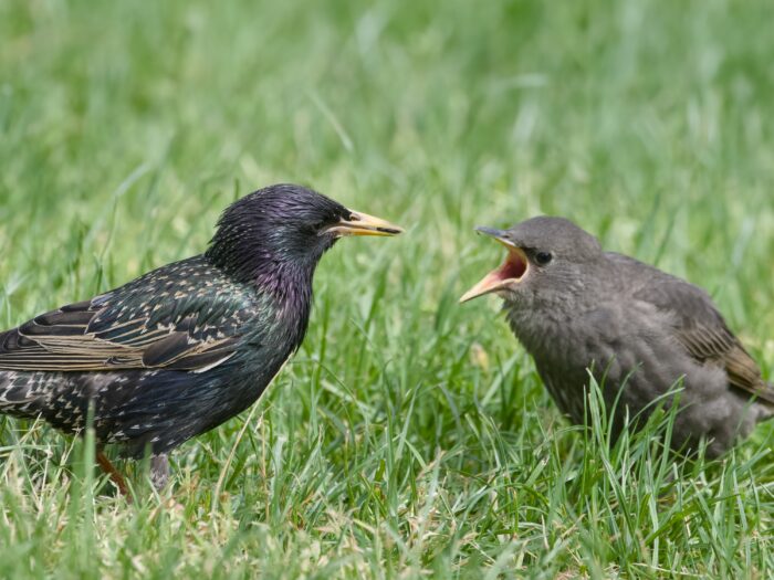 An adult European Starling in the grass, seen in profile, holding some kind of seed in its beak. A juvenile is nearby, beak open and begging