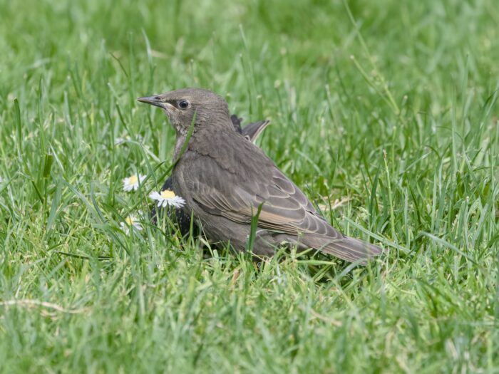 A juvenile European Starling is seen mostly from the back, though its head is turned a bit so we see the side of its face. It is in the grass, with a couple small daisies nearby. Barely visible behind and under it, is an adult starling, apparently foraging in the grass