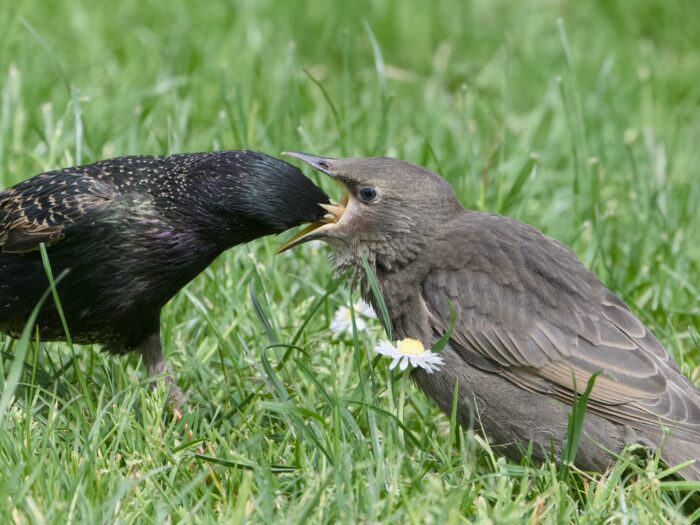 Closeup of an adult European Starling feeding a juvenile. They are standing in lush green grass, with a couple small daisies around