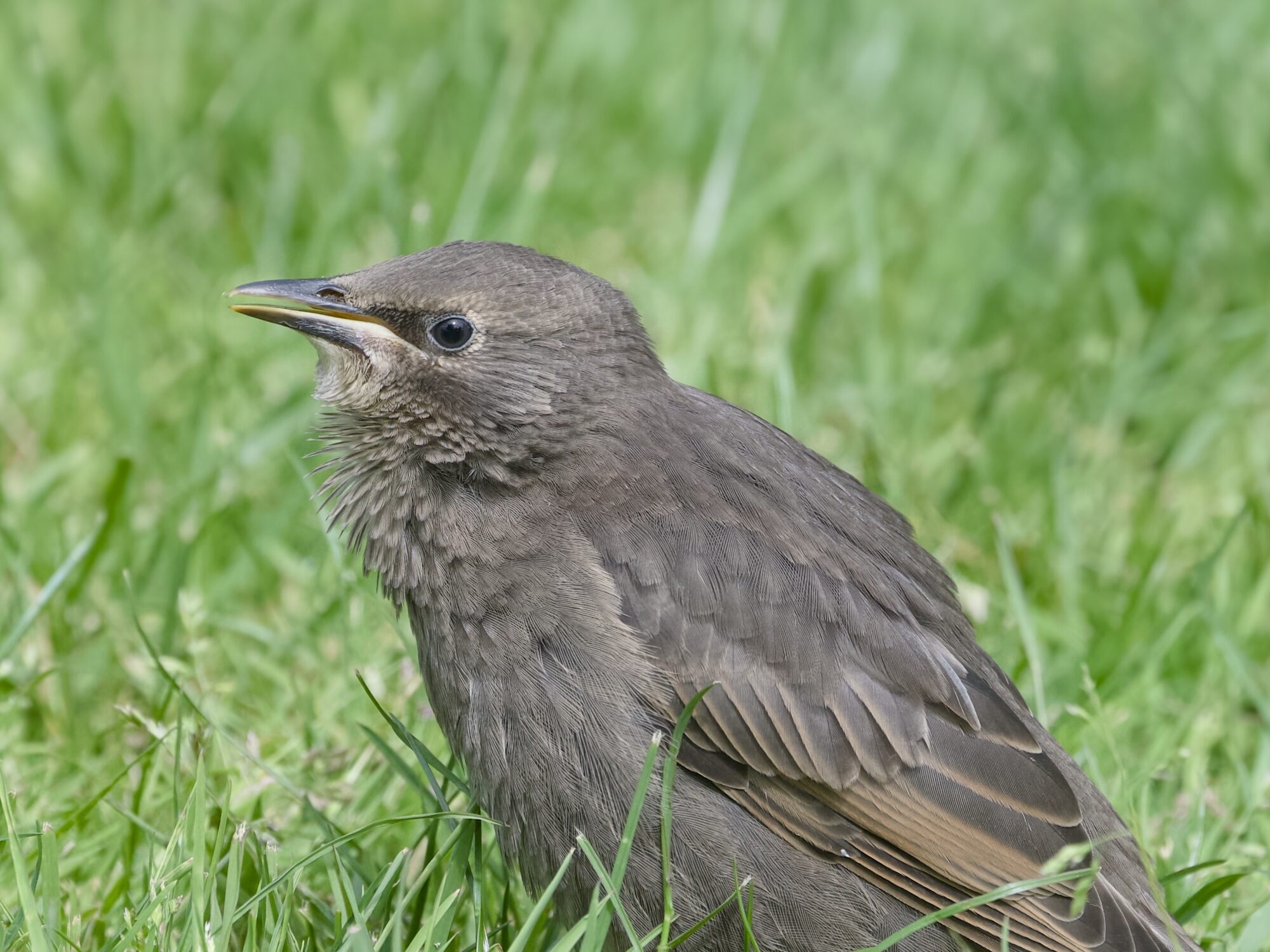 Closeup of a juvenile European Starling