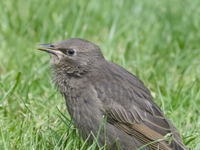 Closeup of a juvenile European Starling