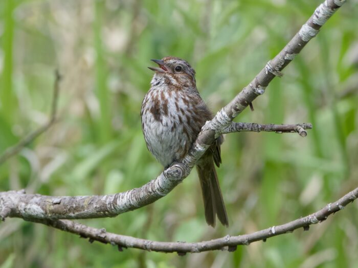 A Song Sparrow on a branch, singing