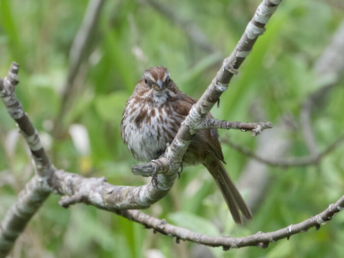 A Song Sparrow on a branch, looking right at me