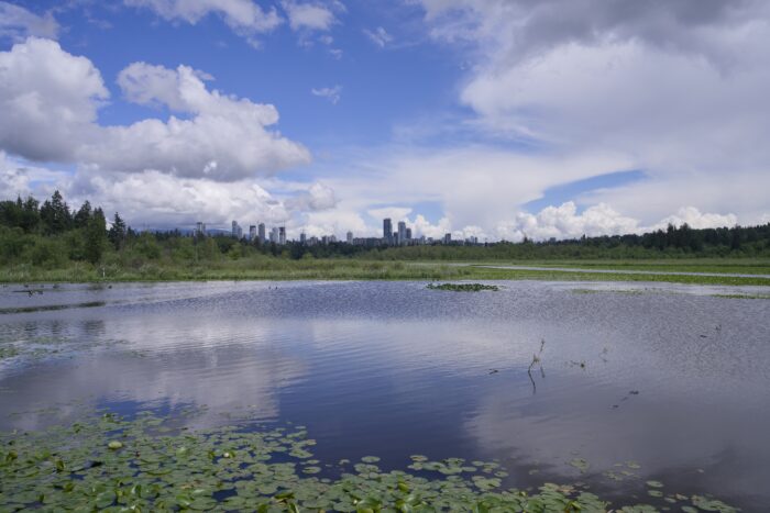 View east from the pier. Tall towers are visible on the horizon, and much of the water is covered by lilypads. Half the sky is blue, the other half is fluffy clouds