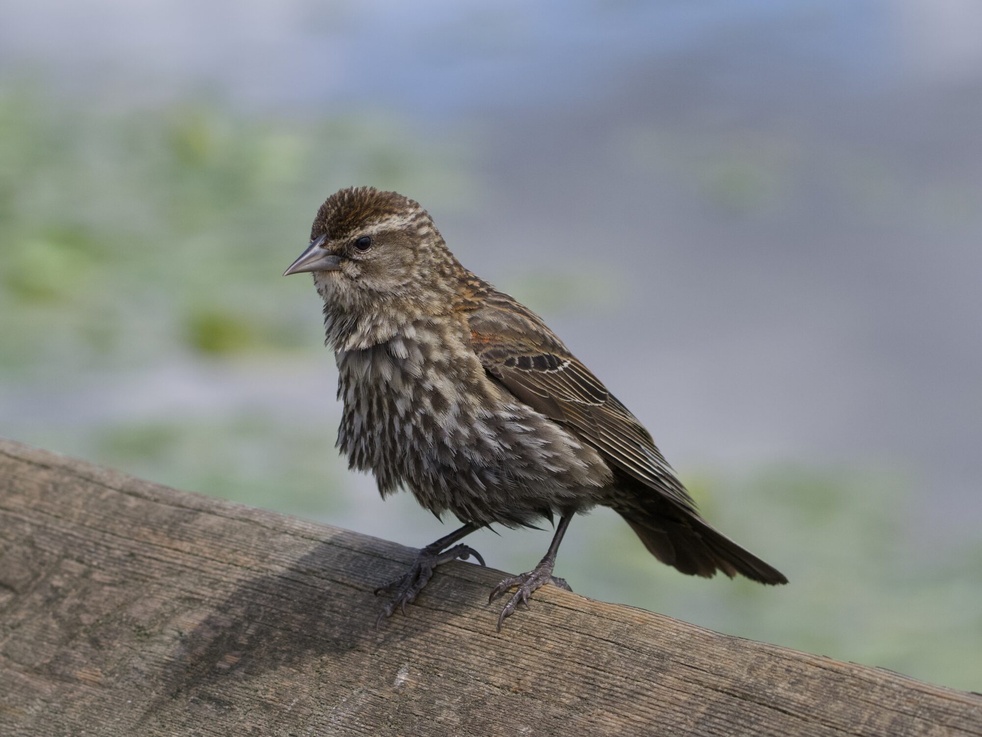 A female Red-winged Blackbird is standing on a wooden railing. Behind her is fuzzy water and lilypads