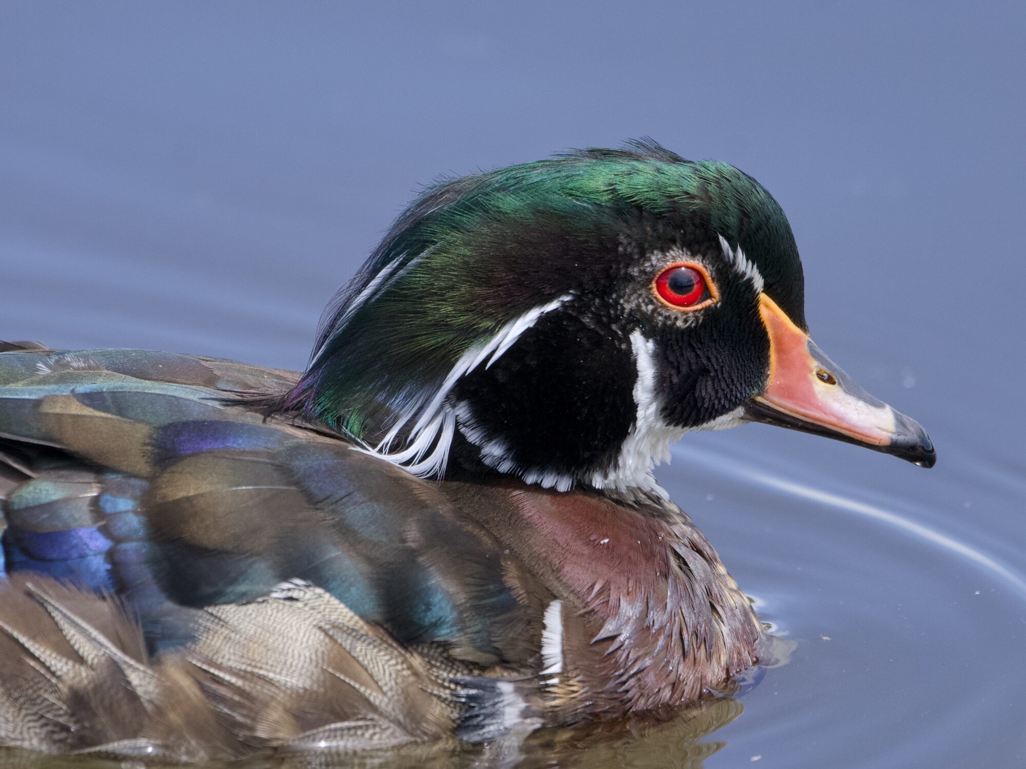 Close up of a male Wood Duck's head and chest, calmly swimming along. He is just starting to change into his eclipse / nonbreeding plumage. There are white streaks around his eyes, the white lines on his mullet are losing cohesion, and the mullet itself is looking ragged.