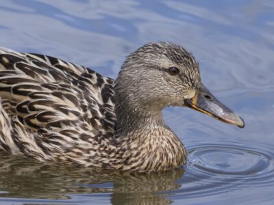 Closeup of a female Mallard. She is calmly swimming along in blue-grey water, and there are little beads of water on her head and neck