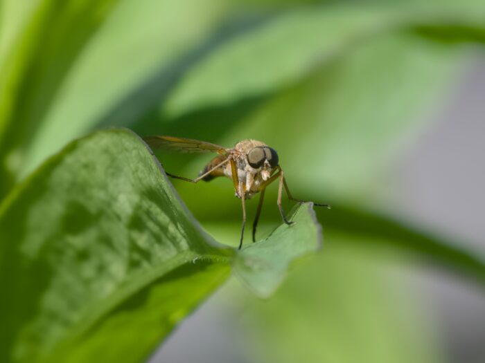 Some kind of fly, sitting on a leaf, seen more head-on. It is overall light brown, with very long legs and a darker brown abdomen top
