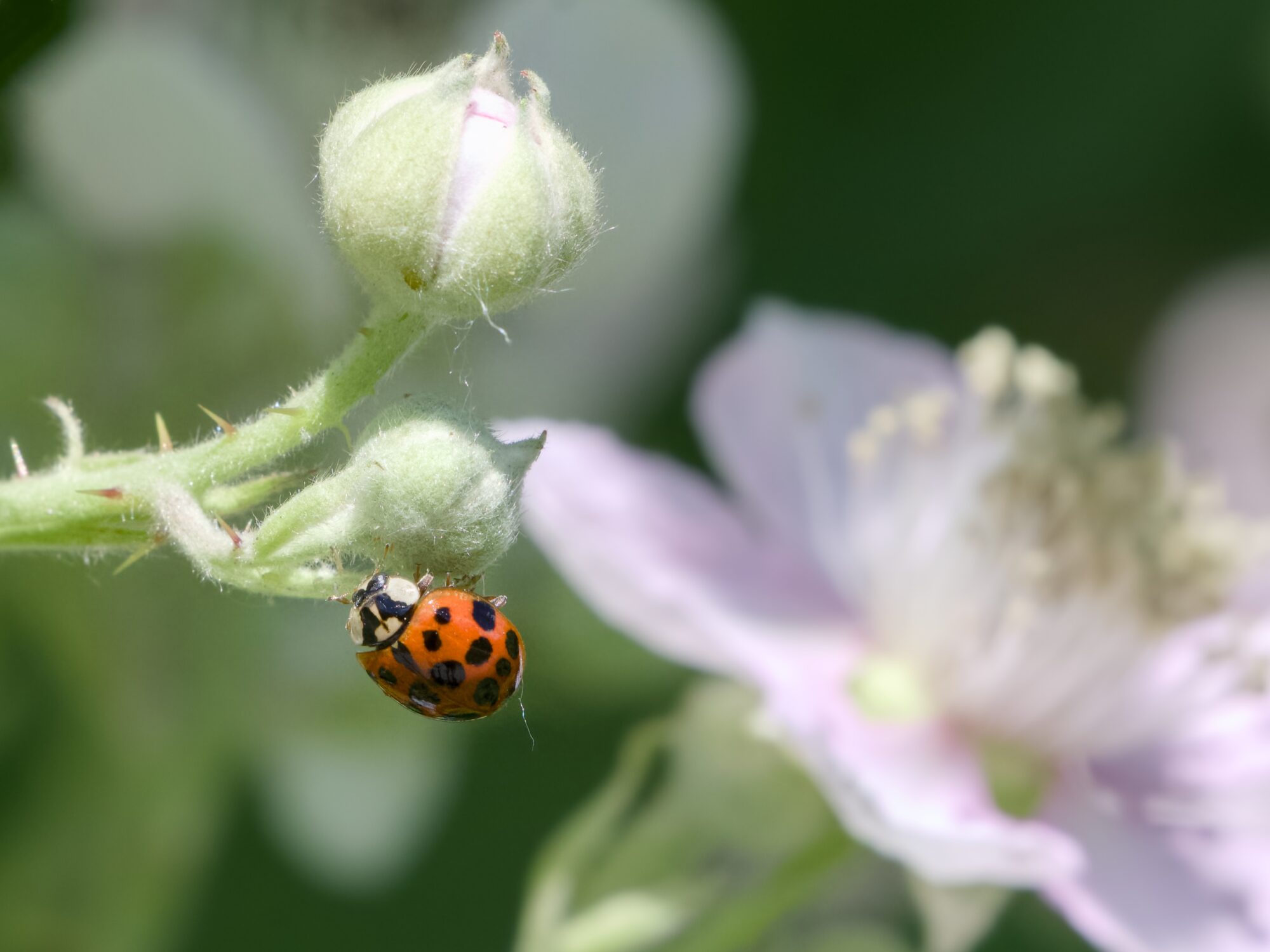 A lady beetle with many dark spots, crawling upside down on a flower bud. In the background is a fuzzy pink flower