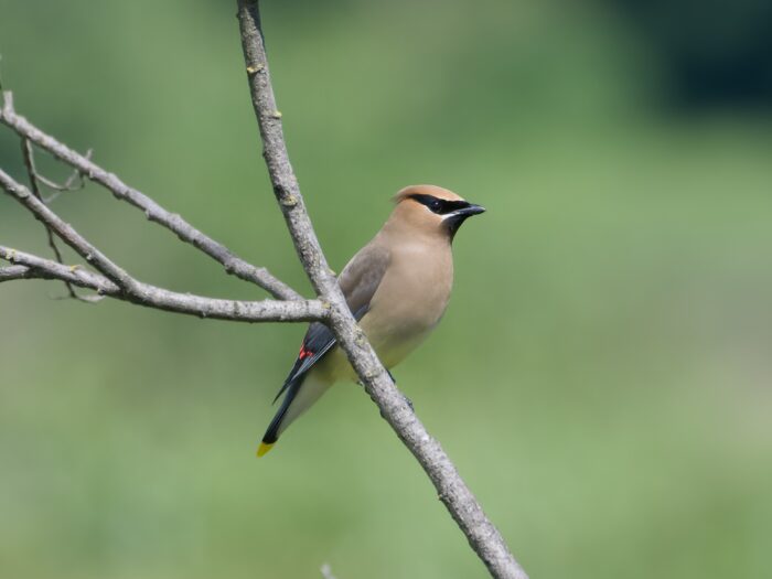 A Cedar Waxwing on a branch, seen in profile. Background is green