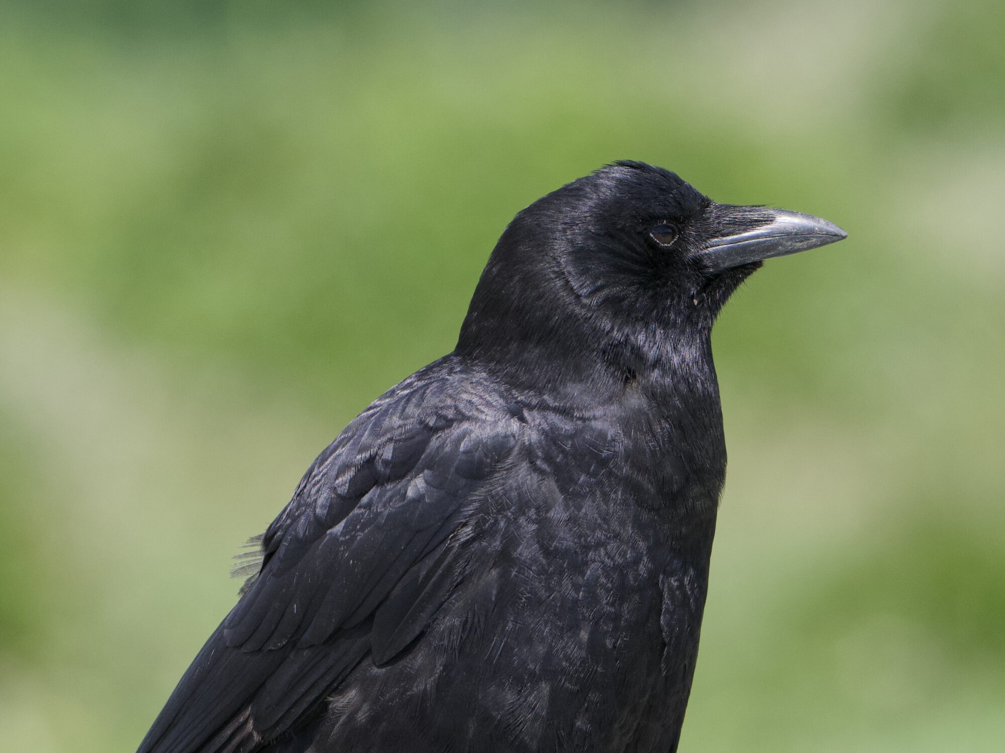 Closeup of a crow, seen in profile, on a fuzzy green background