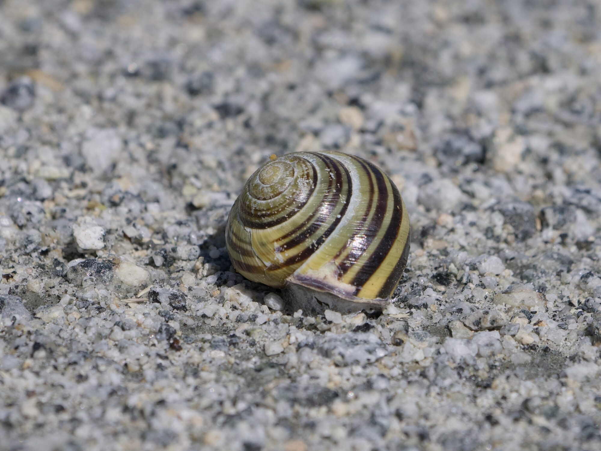 An empty snail shell, on a grey gravelly trail. The shell has dark brown bands on a yellow-greenish base, and a tiny little orange bug can be seen near the top