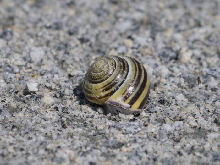 An empty snail shell, on a grey gravelly trail. The shell has dark brown bands on a yellow-greenish base, and a tiny little orange bug can be seen near the top