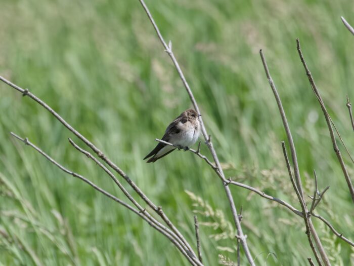 A Northern Rough-winged Swallow sitting on a bare branch. There are a few other bare branches around, and the background is full of fuzzy vibrant green grasses