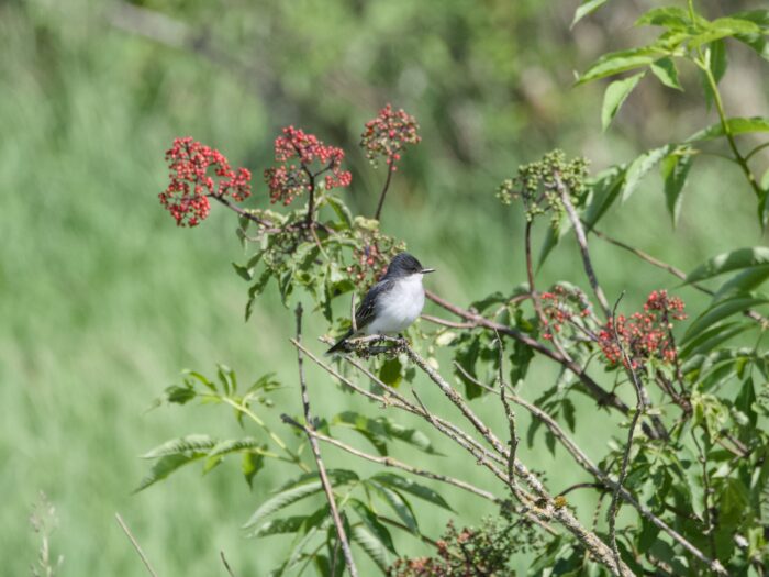 An Eastern Kingbird sitting in a bush, surrounded by some tiny red round berries