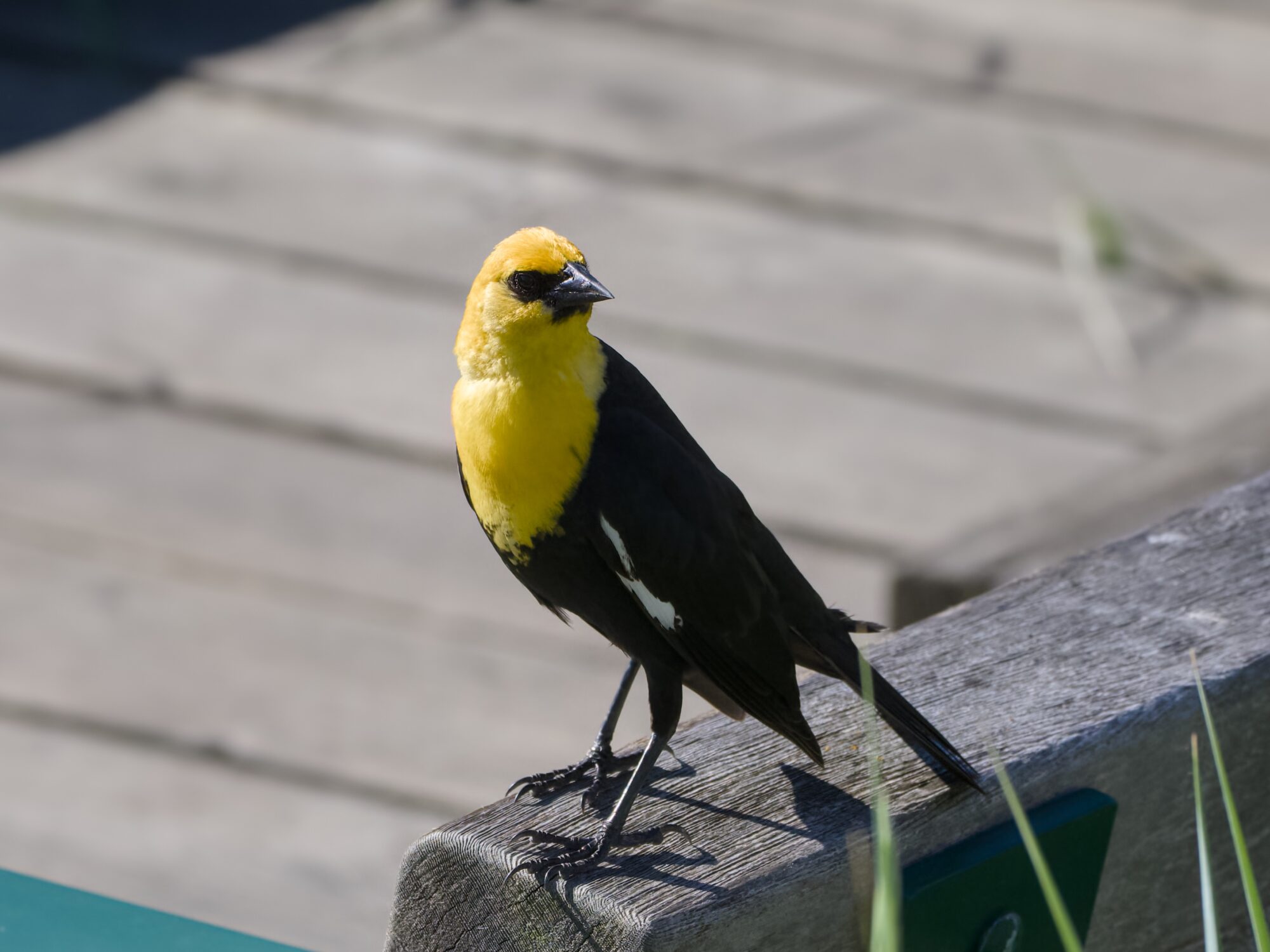A male Yellow-headed Blackbird is standing on the back of a wooden bench, up and alert