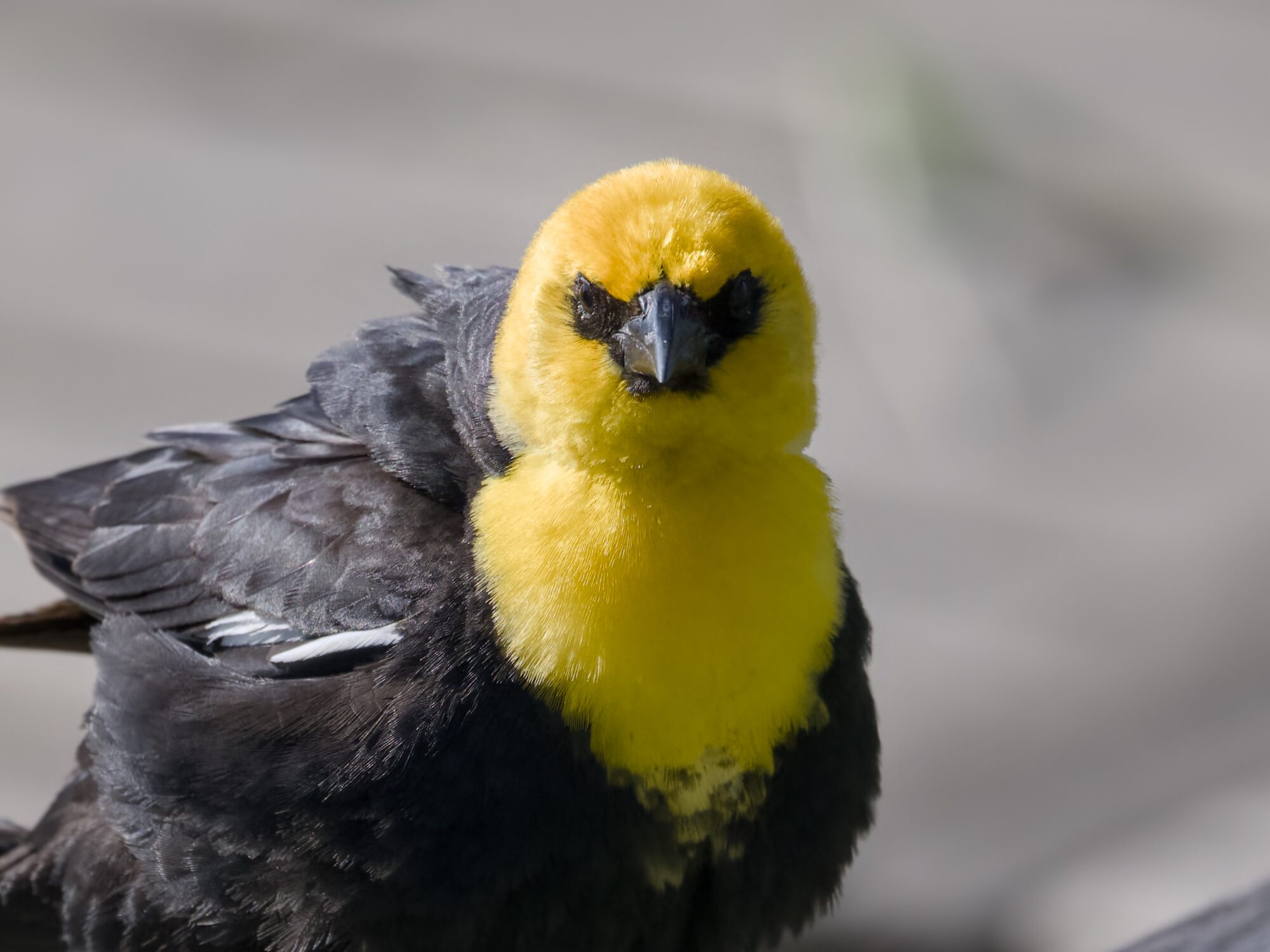 A male Yellow-headed Blackbird is is staring right at the camera. His body feathers are somewhat ruffled