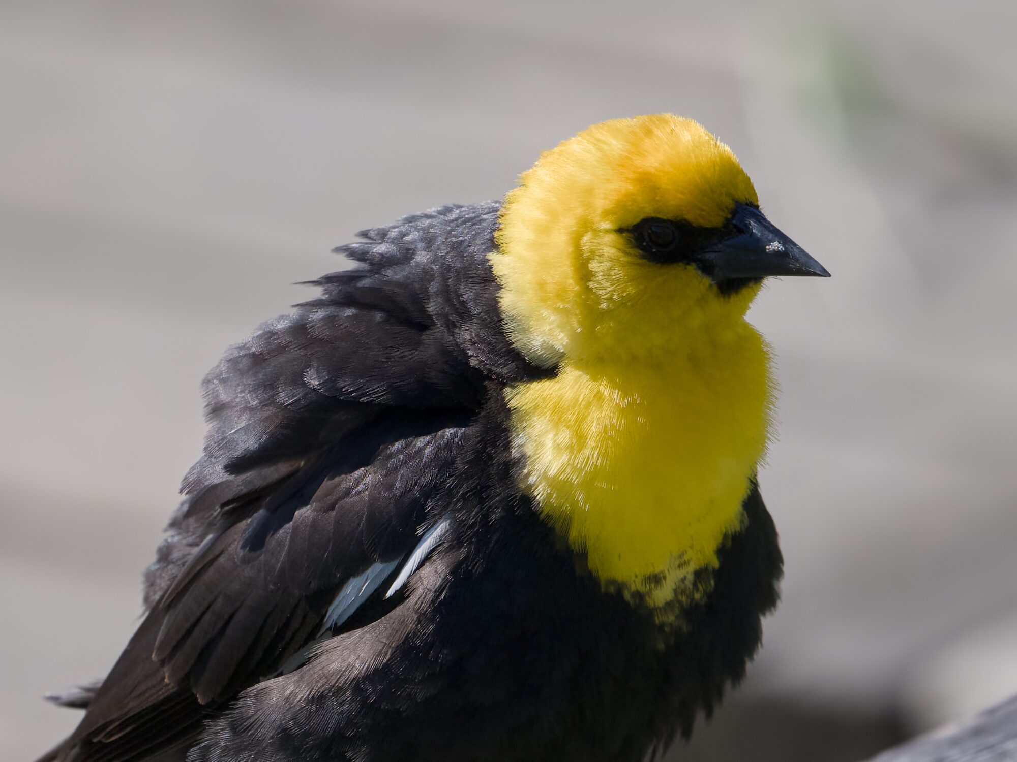 Yellow-headed Blackbird (male) mostly in profile. His both feathers are somewhat ruffled, and he is facing away from the sun so his face and chest are in shadow