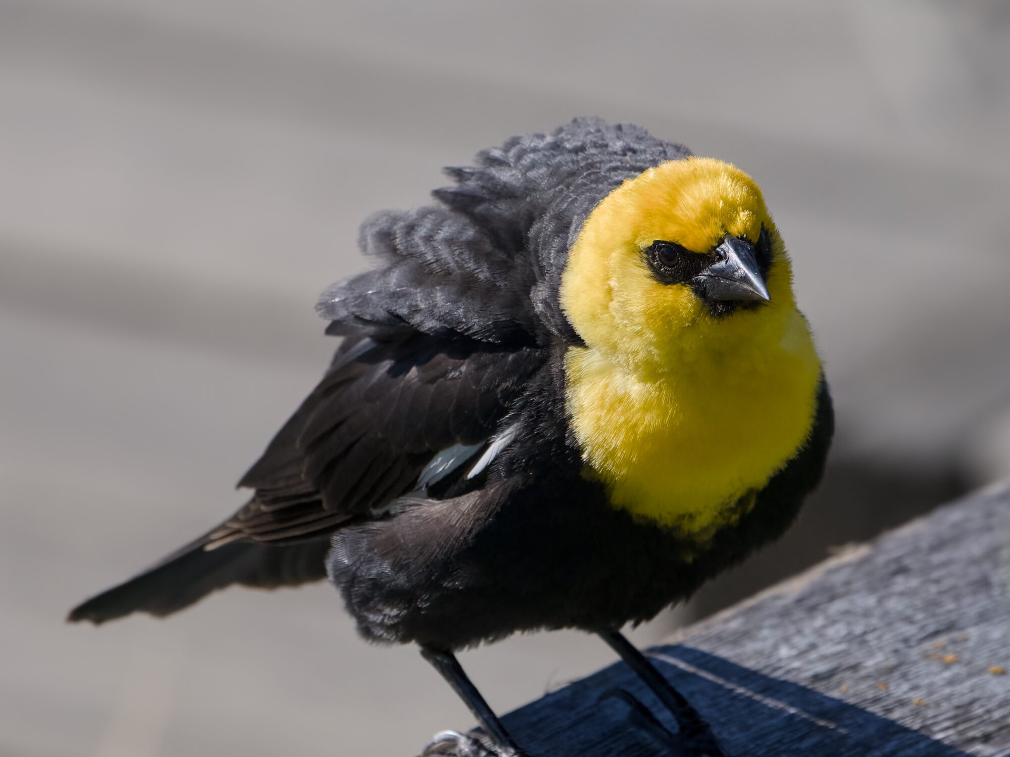 A Yellow-headed Blackbird (male) is standing on the back of a wooden bench. His body feathers are somewhat ruffled, and he is looking straight ahead