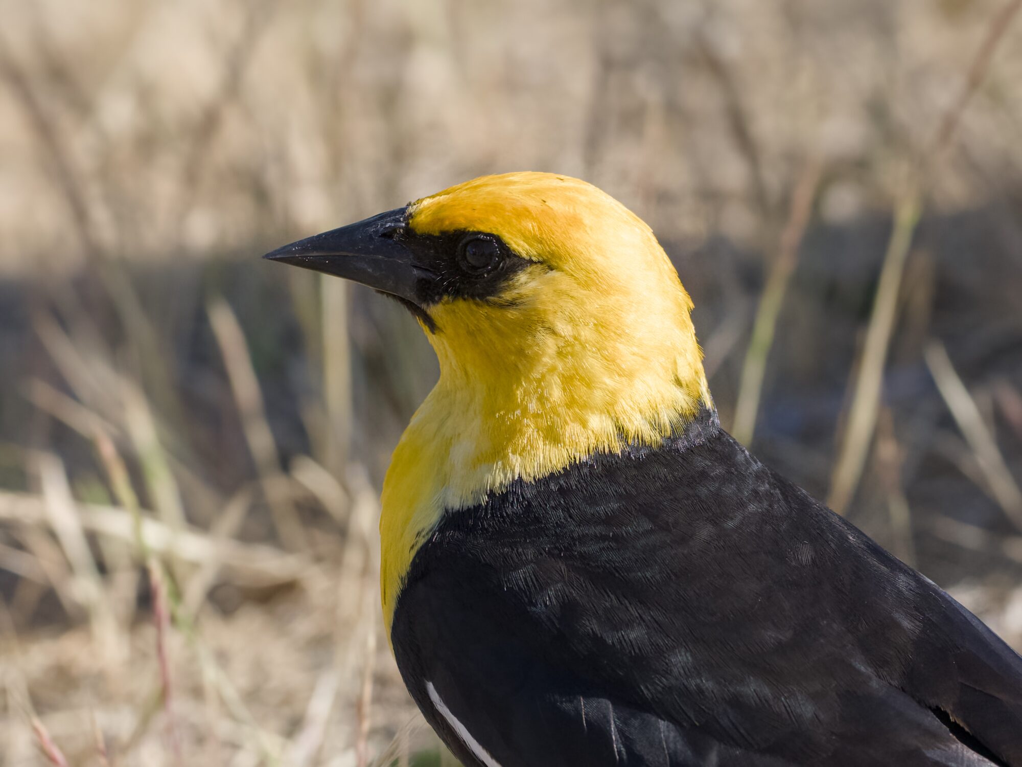 Closeup of a male Yellow-headed Blackbird's head and chest. He is seen in profile, with some dried yellow grasses and so on in the background