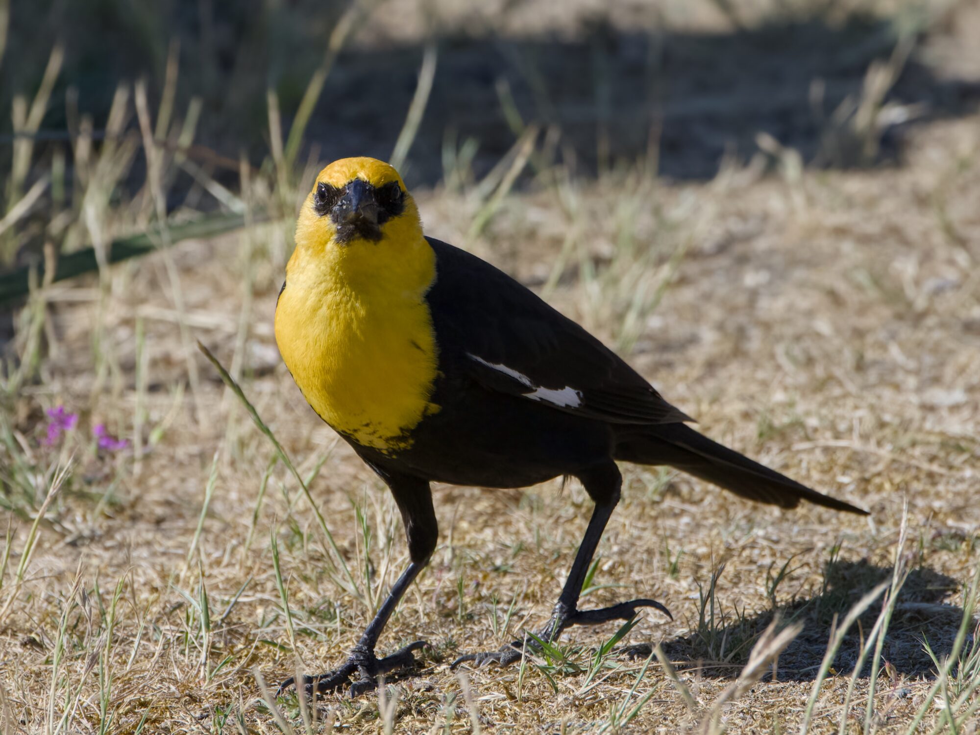 A male Yellow-headed Blackbird is walking in an expanse of short yellow grass, with some taller grasses. He is looking right at us