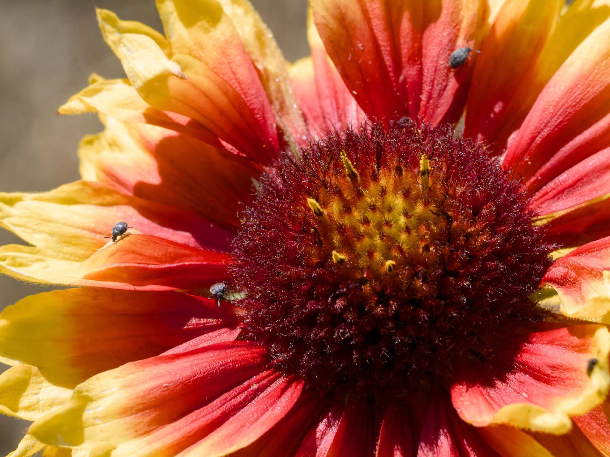 A closeup of a red / yellow flowers with some tiny grey bugs on the petals